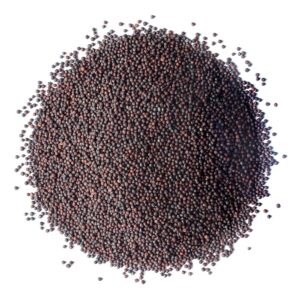 Broccoli Seeds for Sprouting