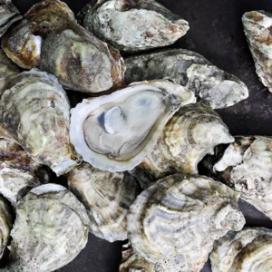 Blue Point East Coast Oysters