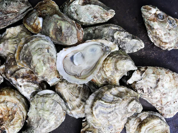 Blue Point East Coast Oysters