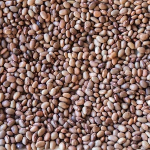Bayo Chocolate Bean
