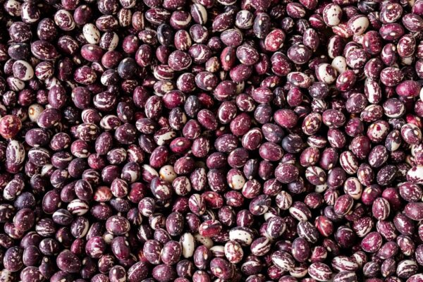Good Mother Stallard Bean
