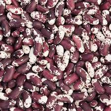 Jacob's Cattle Bean