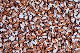 Snowcap Bean