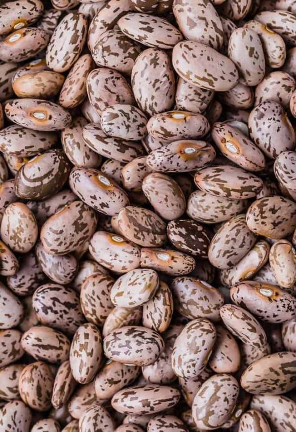 Pinto Bean