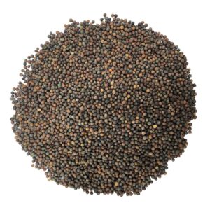 Kale Seeds for Sprouting