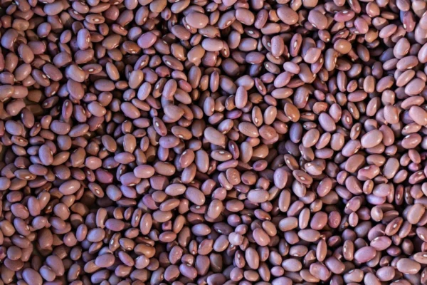 King City Pink Bean