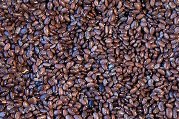 Moro Bean