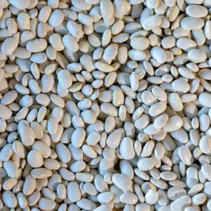 Ayocote Blanco Bean
