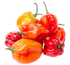 Habanero
